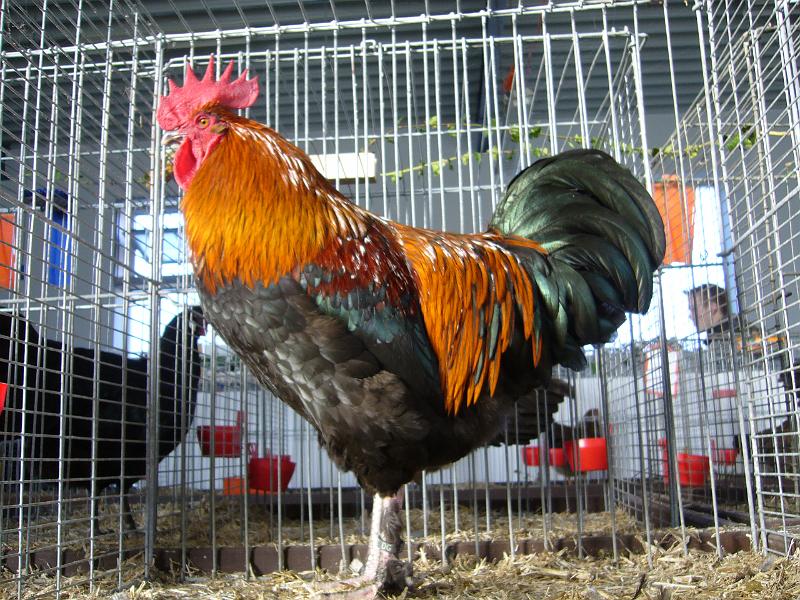 Delbrueck 2008 046.jpg - Marans schwarzkupfer von Johannes Brockmann